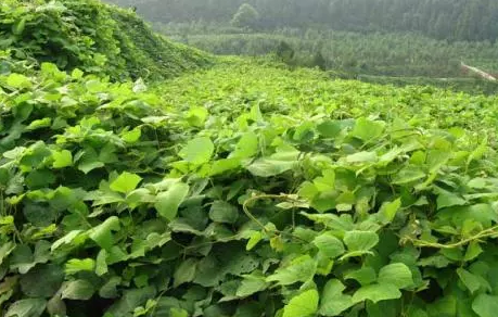 现场直播：周公山葛根种植过程