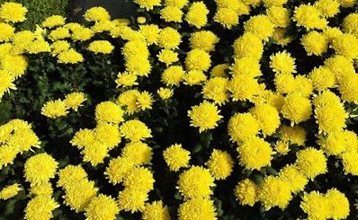现场直播：周公山金丝黄菊种植过程
